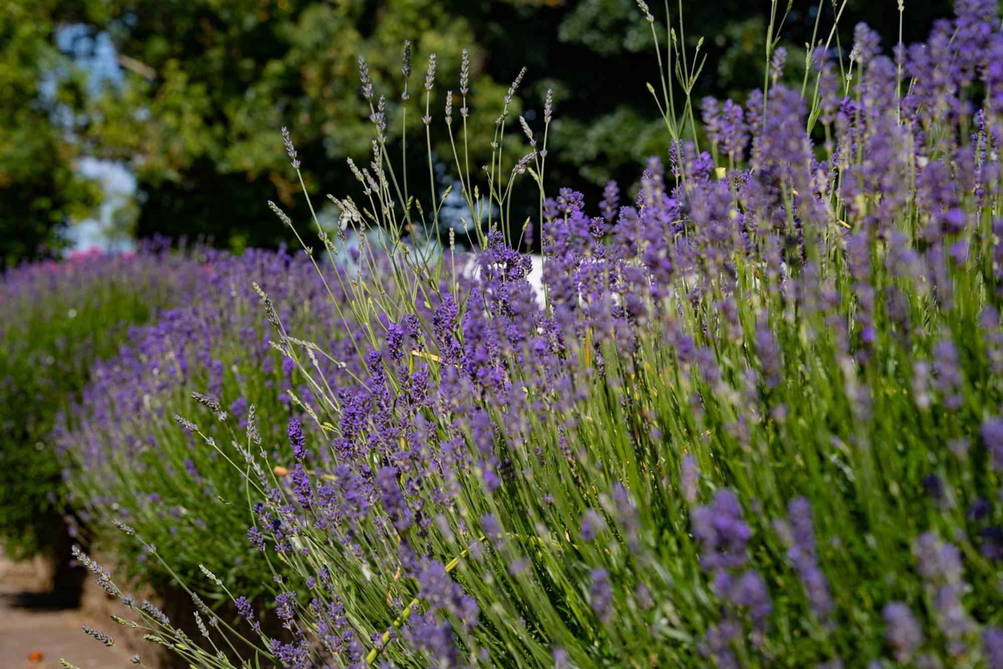 The Briers Country House Newcastle  Eksteriør billede